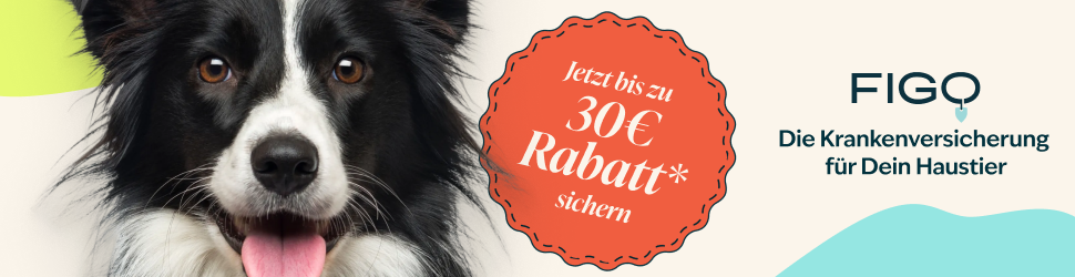 Hundeversicherung für Dogbuddies